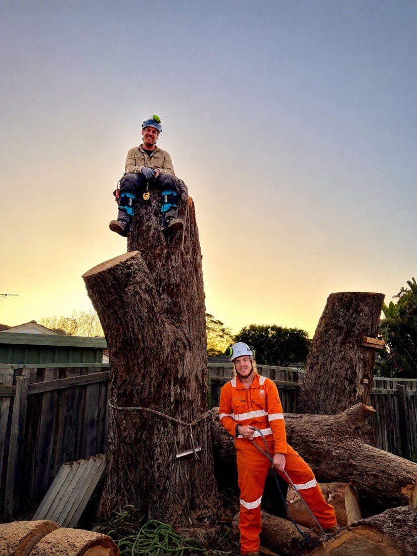 When Does a Tree Need Removing? A Mandurah Arborist's Guide