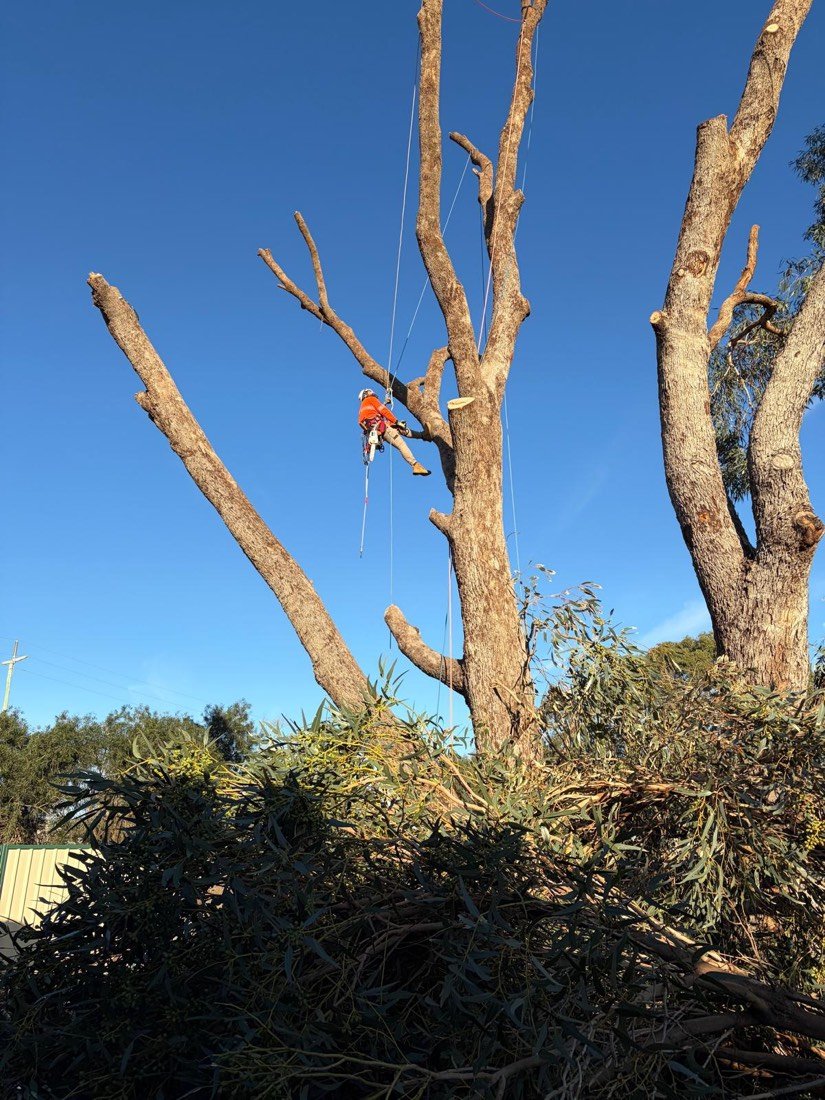 Climber in orange hi-vis working the crown of a gum with a large pile of cut brush and foliage stacked neatly on the ground below