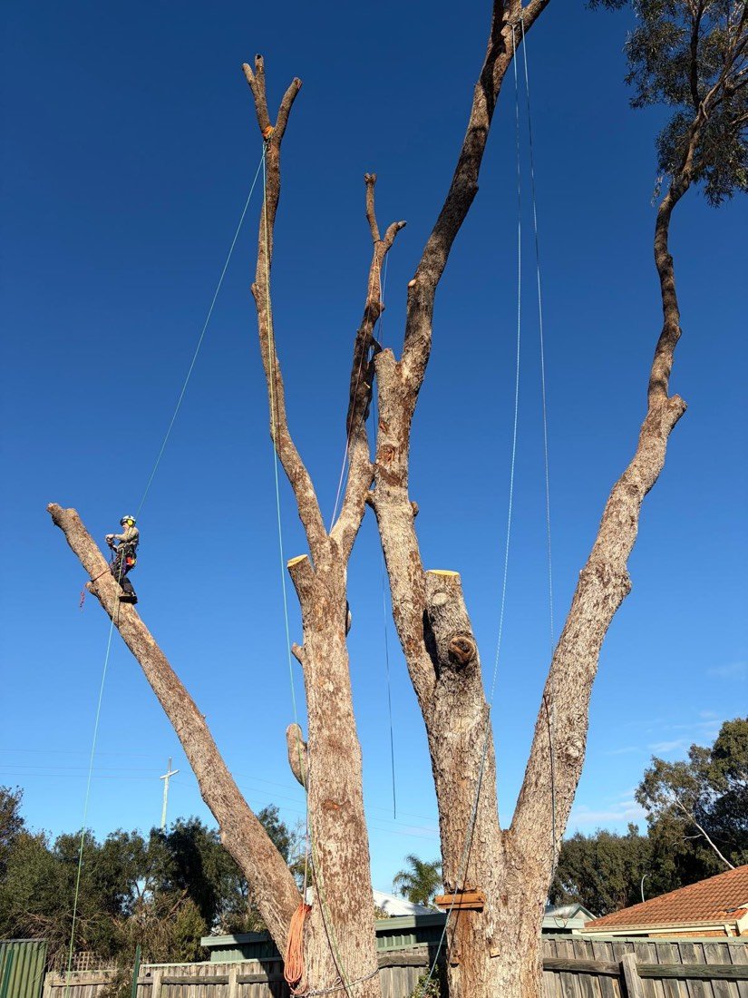 Multi-stem eucalypt with rigging lines run to several limbs and the climber positioned on the outer stem