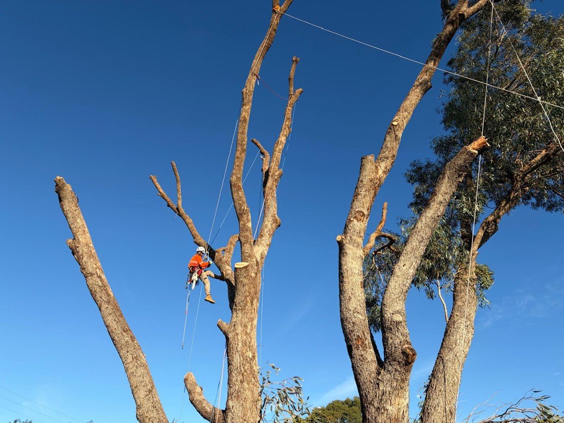 Arborist in orange hi-vis and helmet tied in near the top of a partly dismantled eucalypt, rigging ropes running down through the crown