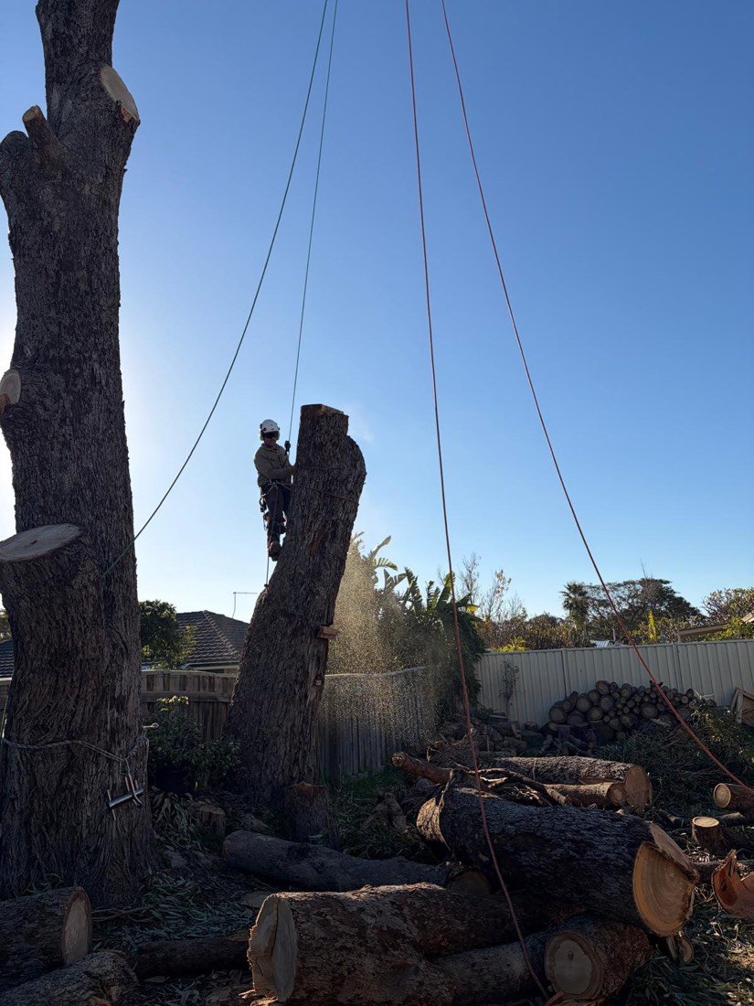 Climber cutting a standing eucalypt spar into sections, sawdust spraying out over a stack of cut logs in a suburban back garden