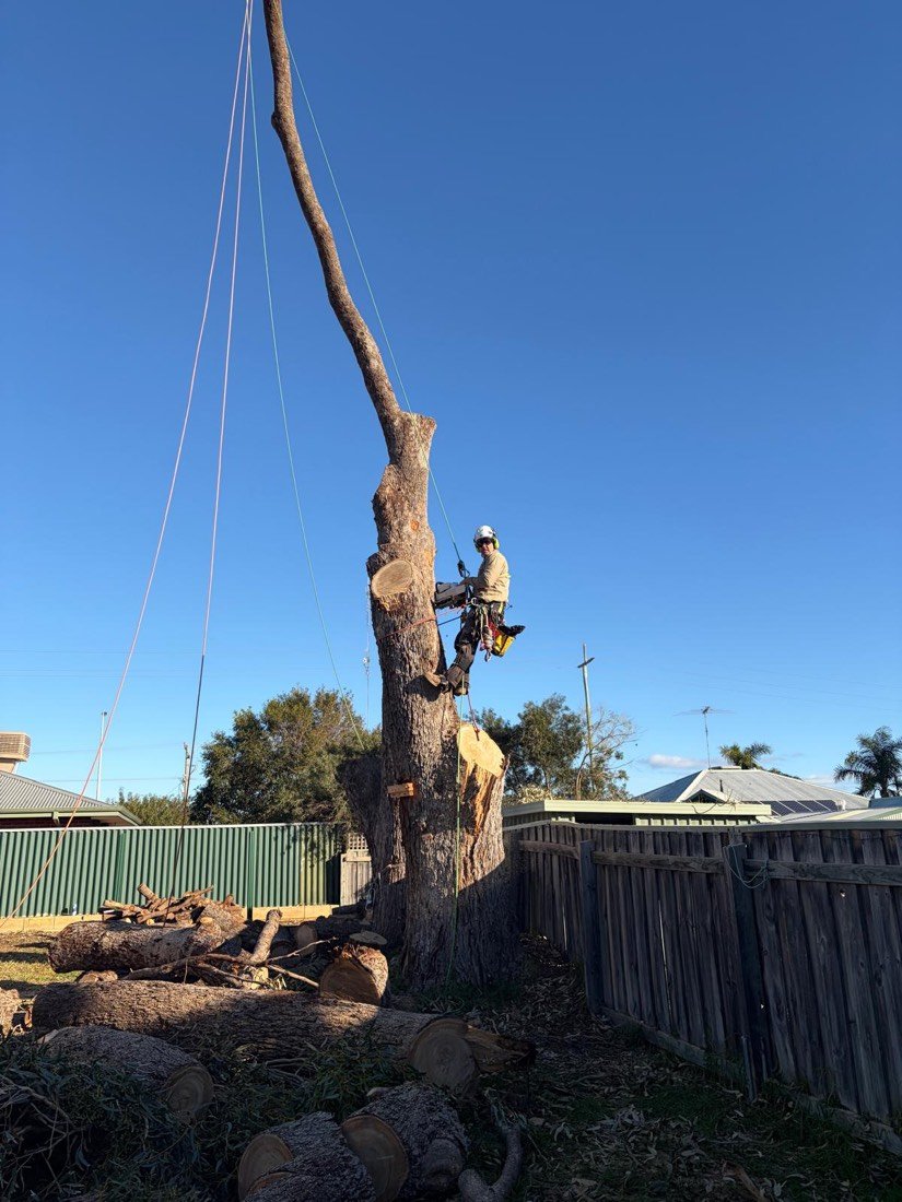 Arborist part-way up a tall bare stem with a chainsaw, cut face open, drop zone cleared below beside a colorbond fence