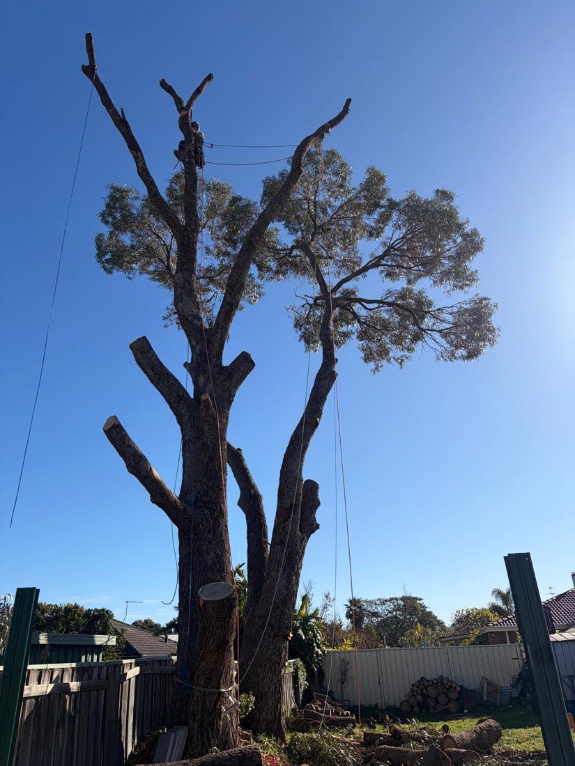 Large twin-stem gum in a back garden with the climber small at the very top, limbs already reduced and ropes hanging through the canopy